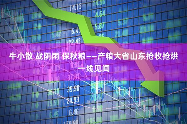 牛小散 战阴雨 保秋粮——产粮大省山东抢收抢烘一线见闻